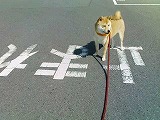 �N���b�N����Ɗg�債�܂��B