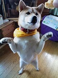 �N���b�N����Ɗg�債�܂��B