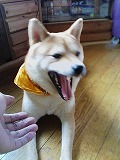 �N���b�N����Ɗg�債�܂��B