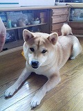 �N���b�N����Ɗg�債�܂��B