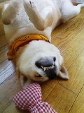 �N���b�N����Ɗg�債�܂��B
