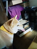 �N���b�N����Ɗg�債�܂��B
