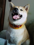 �N���b�N����Ɗg�債�܂��B