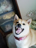 �N���b�N����Ɗg�債�܂��B