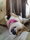 �N���b�N����Ɗg�債�܂��B