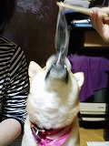 �N���b�N����Ɗg�債�܂��B