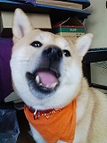 �N���b�N����Ɗg�債�܂��B