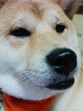 �N���b�N����Ɗg�債�܂��B