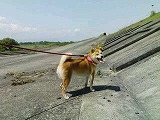 �N���b�N����Ɗg�債�܂��B