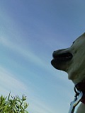 �N���b�N����Ɗg�債�܂��B