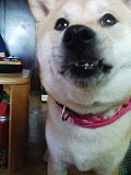 �N���b�N����Ɗg�債�܂��B