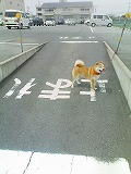�N���b�N����Ɗg�債�܂��B