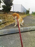 �N���b�N����Ɗg�債�܂��B