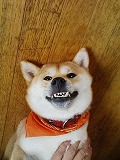 �N���b�N����Ɗg�債�܂��B