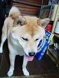 �N���b�N����Ɗg�債�܂��B