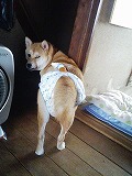 �N���b�N����Ɗg�債�܂��B