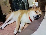 �N���b�N����Ɗg�債�܂��B