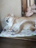 �N���b�N����Ɗg�債�܂��B