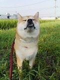 �N���b�N����Ɗg�債�܂��B