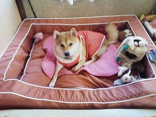 �N���b�N����Ɗg�債�܂��B