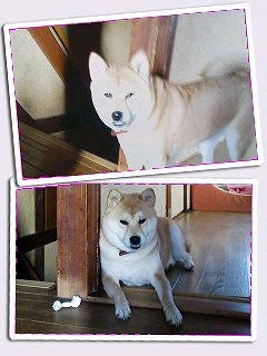 �N���b�N����Ɗg�債�܂��B