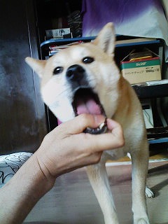 �N���b�N����Ɗg�債�܂��B
