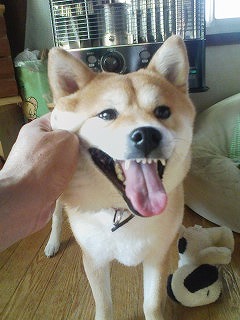 �N���b�N����Ɗg�債�܂��B