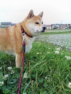 �N���b�N����Ɗg�債�܂��B