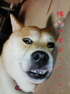 �N���b�N����Ɗg�債�܂��B