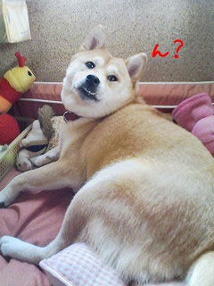 �N���b�N����Ɗg�債�܂��B