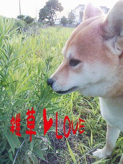 �N���b�N����Ɗg�債�܂��B